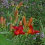 flora