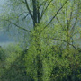 branches